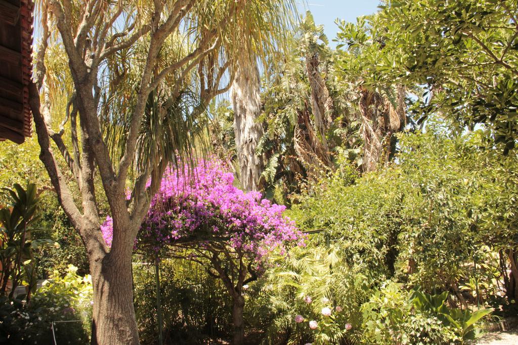 圣乔治Le Palme Garden别墅 外观 照片